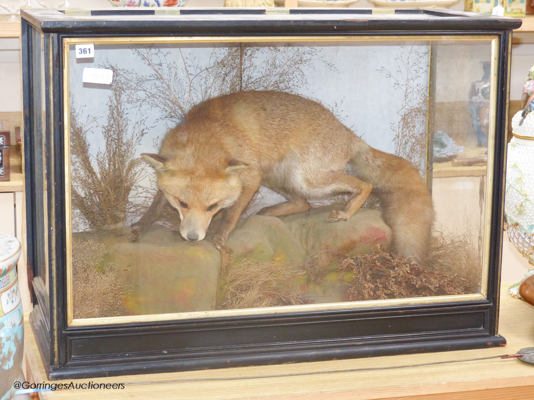 An early 20th century cased taxidermy fox, overall length 89cm